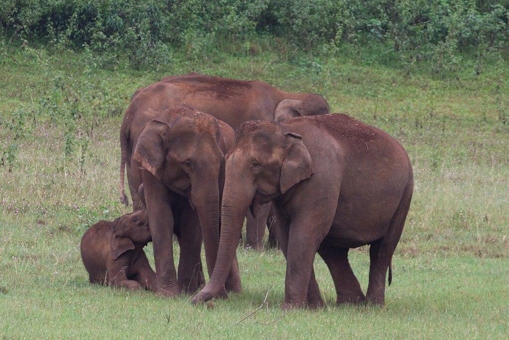 A family of Asian elephants at Periyar Wildlife Sanctuary