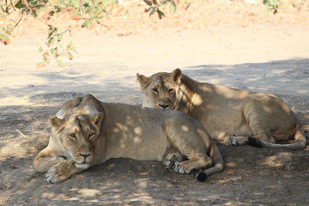 Two lionesses lounging in the shade of a tree