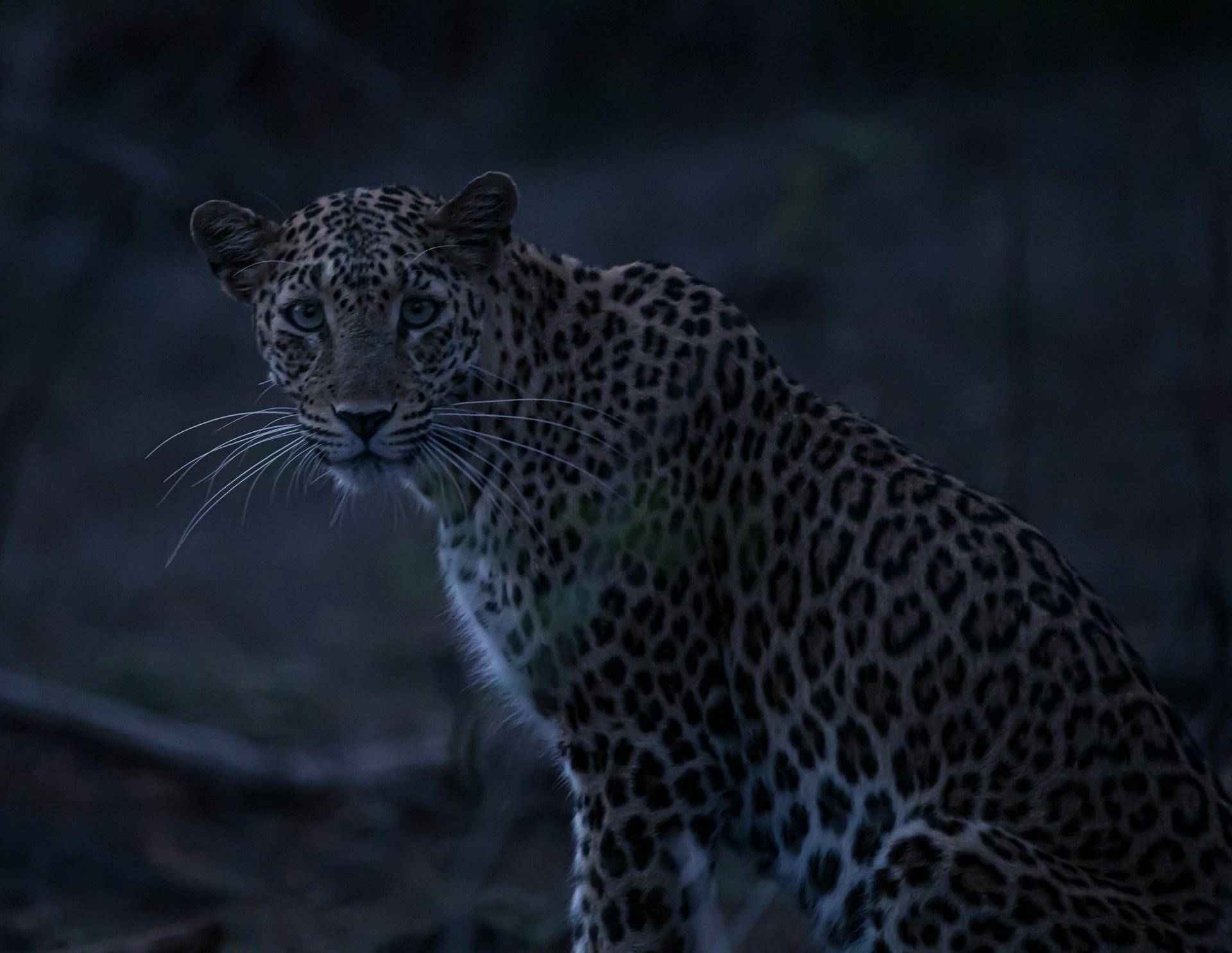 A leopard in the dark