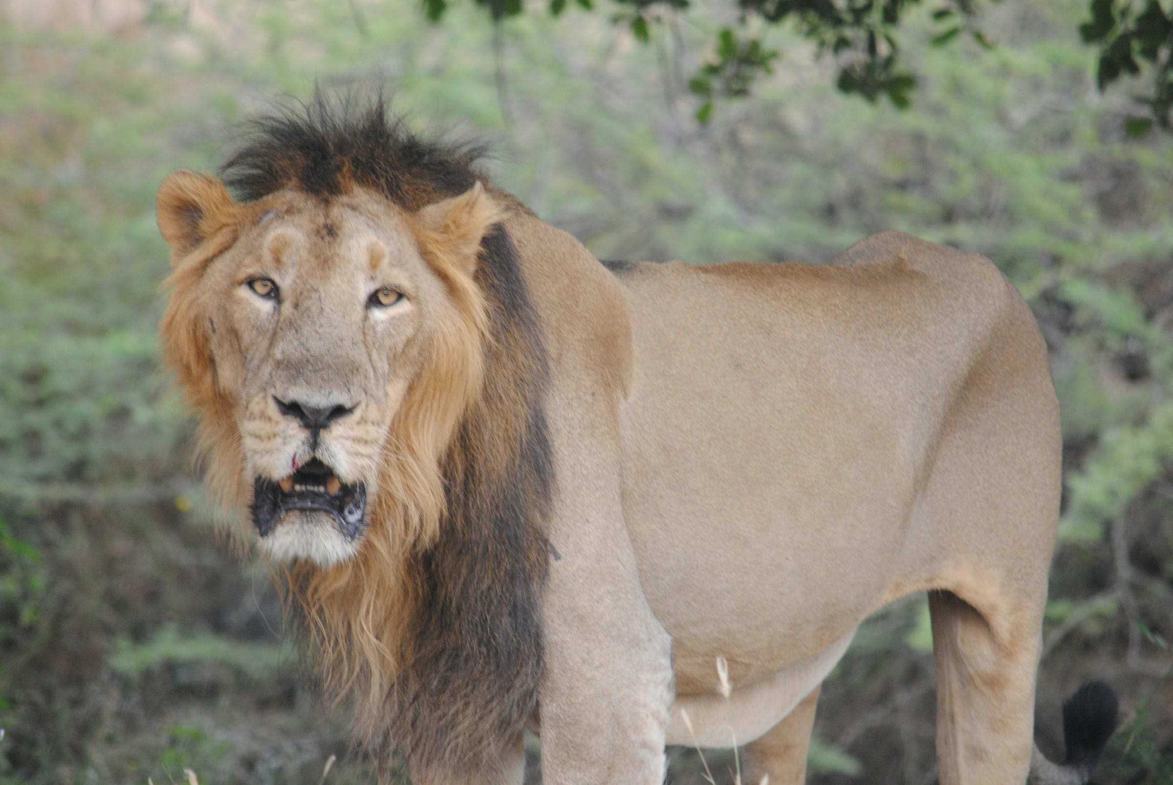 A lion at Gir Wildlife Sanctuary