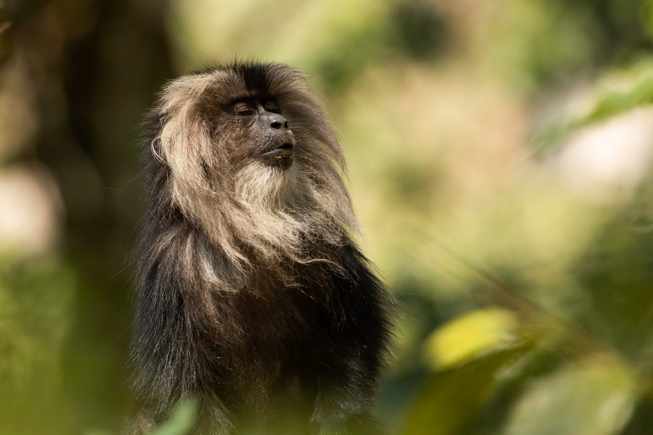 A lion tailed macaque with its eyes closed