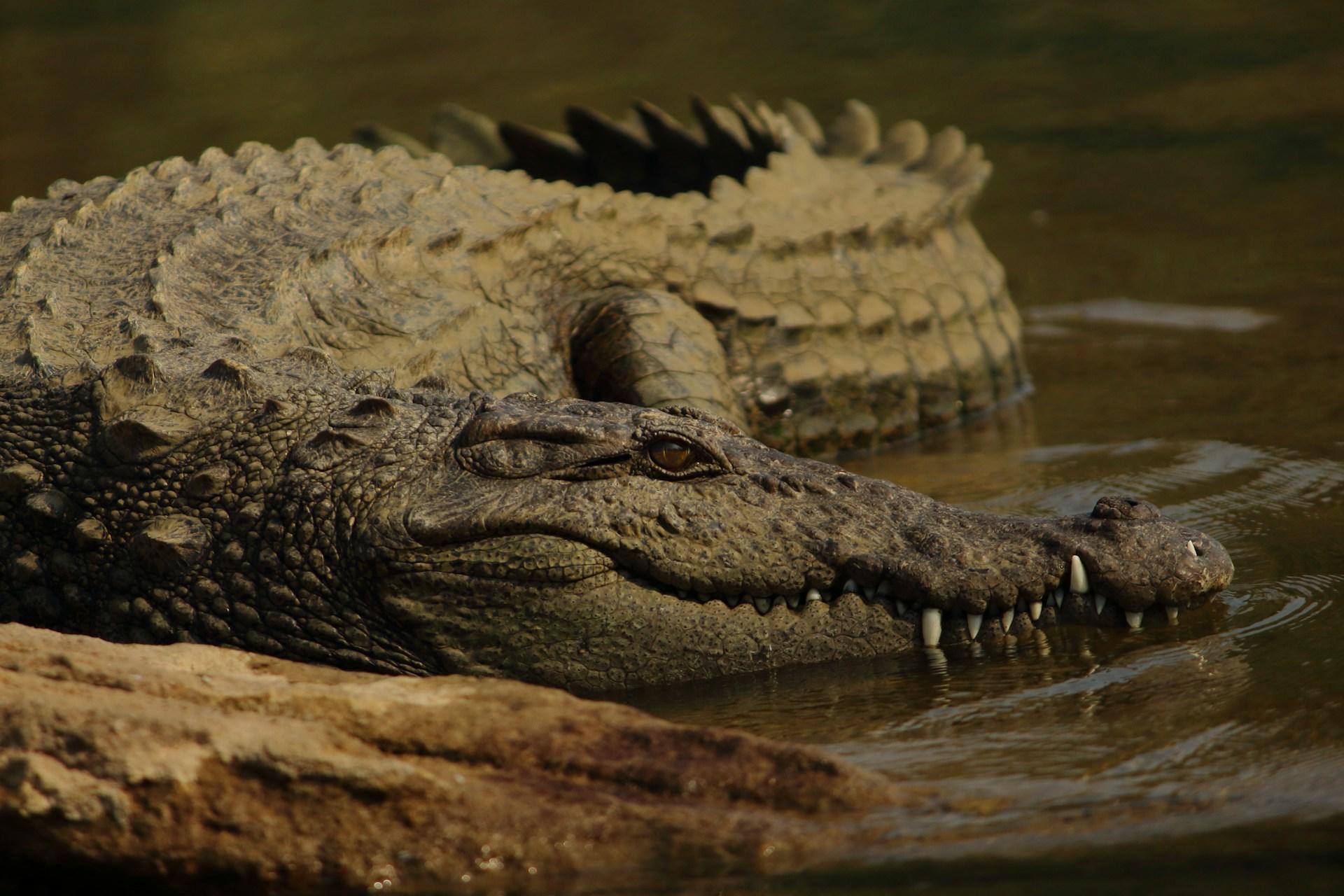 A marsh crocodile in a river