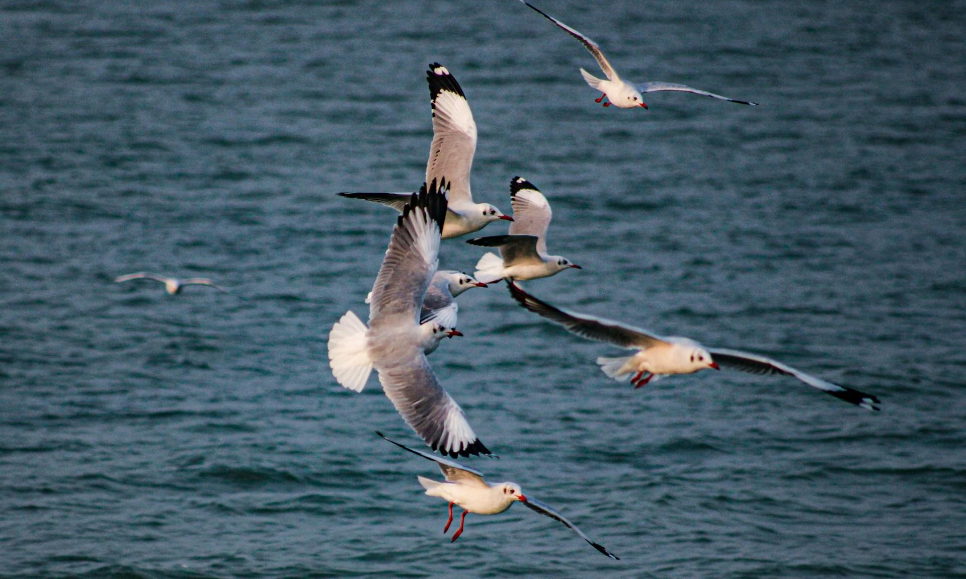 Seagulls flying over Chilika Lake