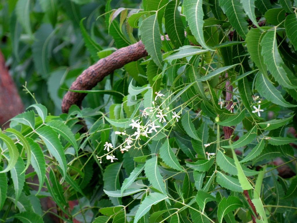 A neem tree with lush leaves and flowers