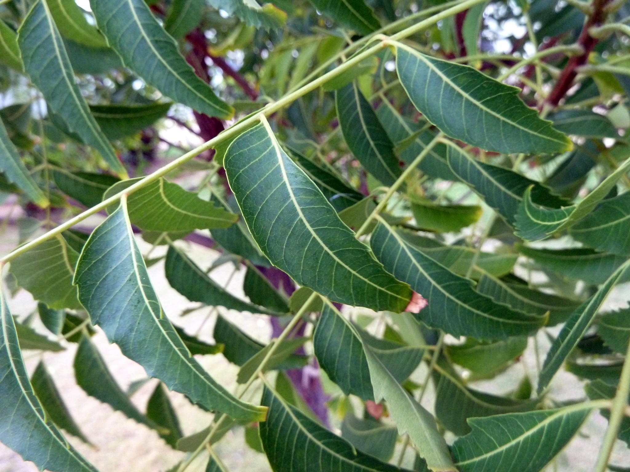 Neem leaves on a neem tree