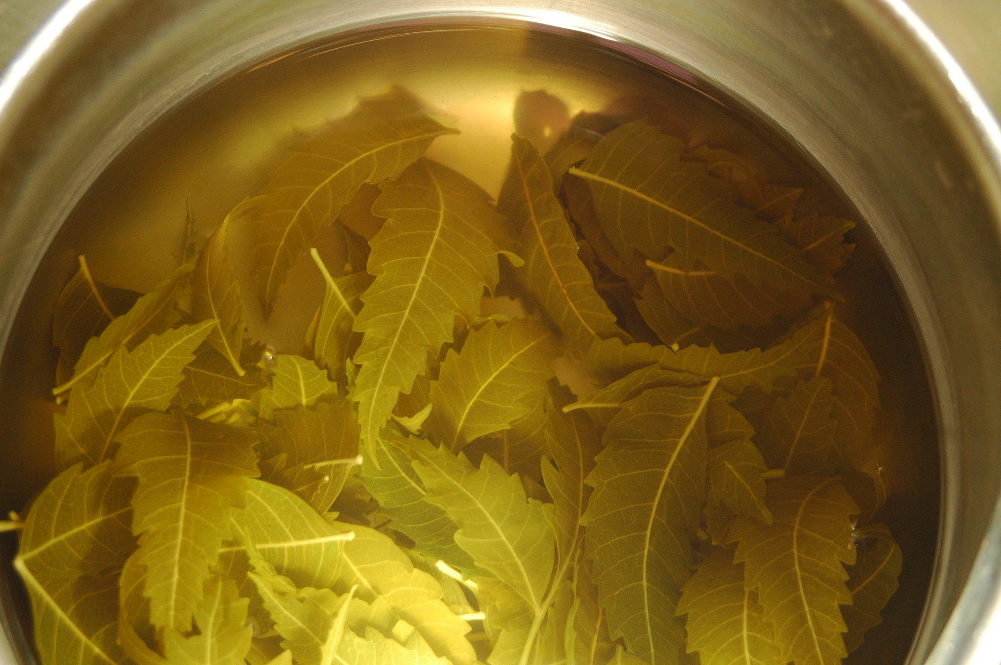 Neem leaves being steeped and brewed for a tea