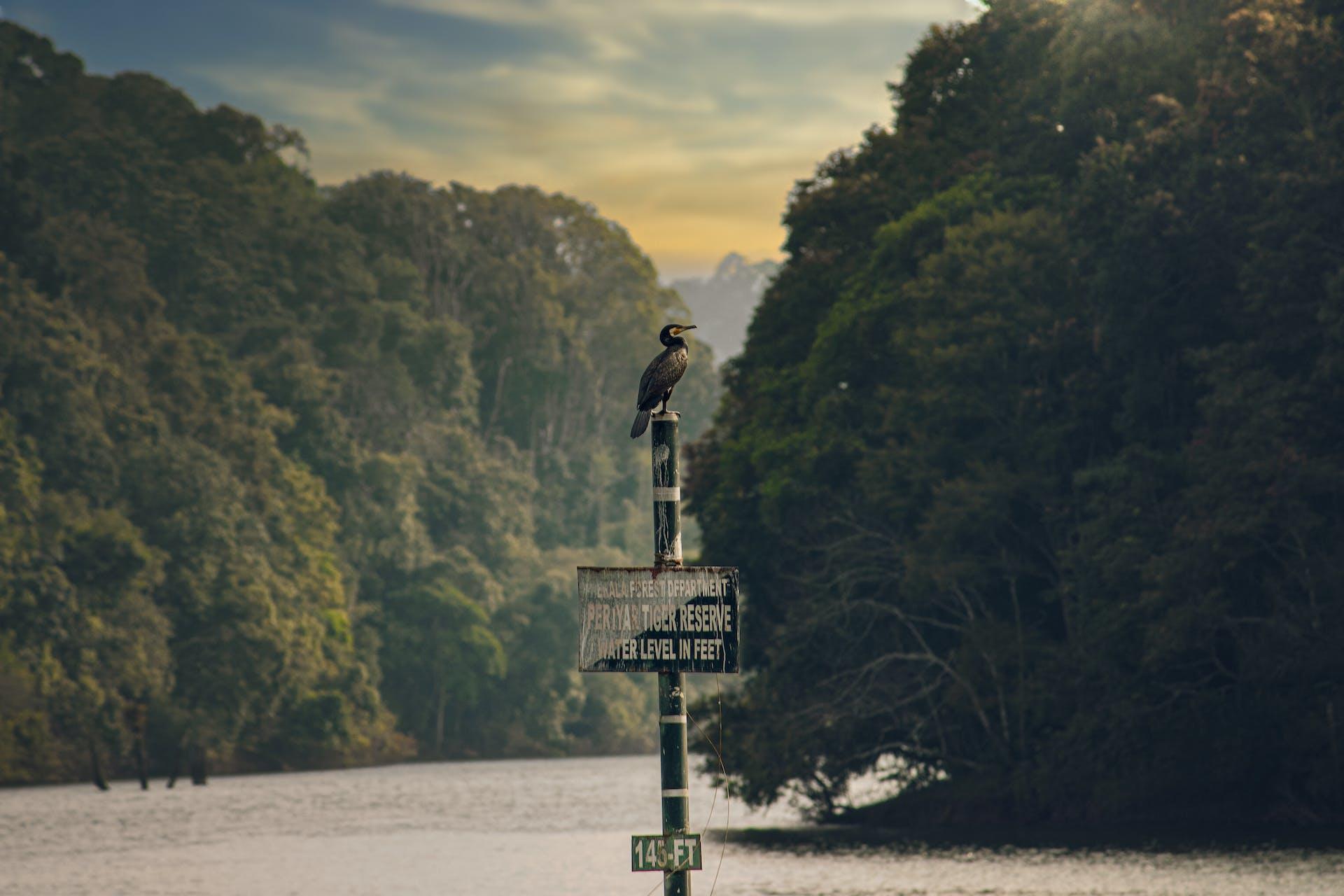 A great cormorant perches on a sign posted in a river that reads "Periyar Tiger Reserve"
