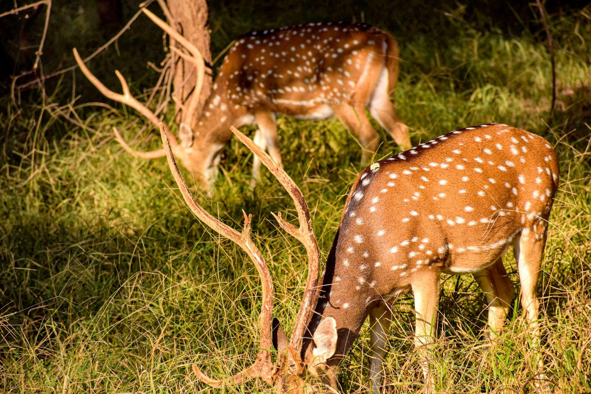 Chital spotted deer grazing on grass in Ranthambore
