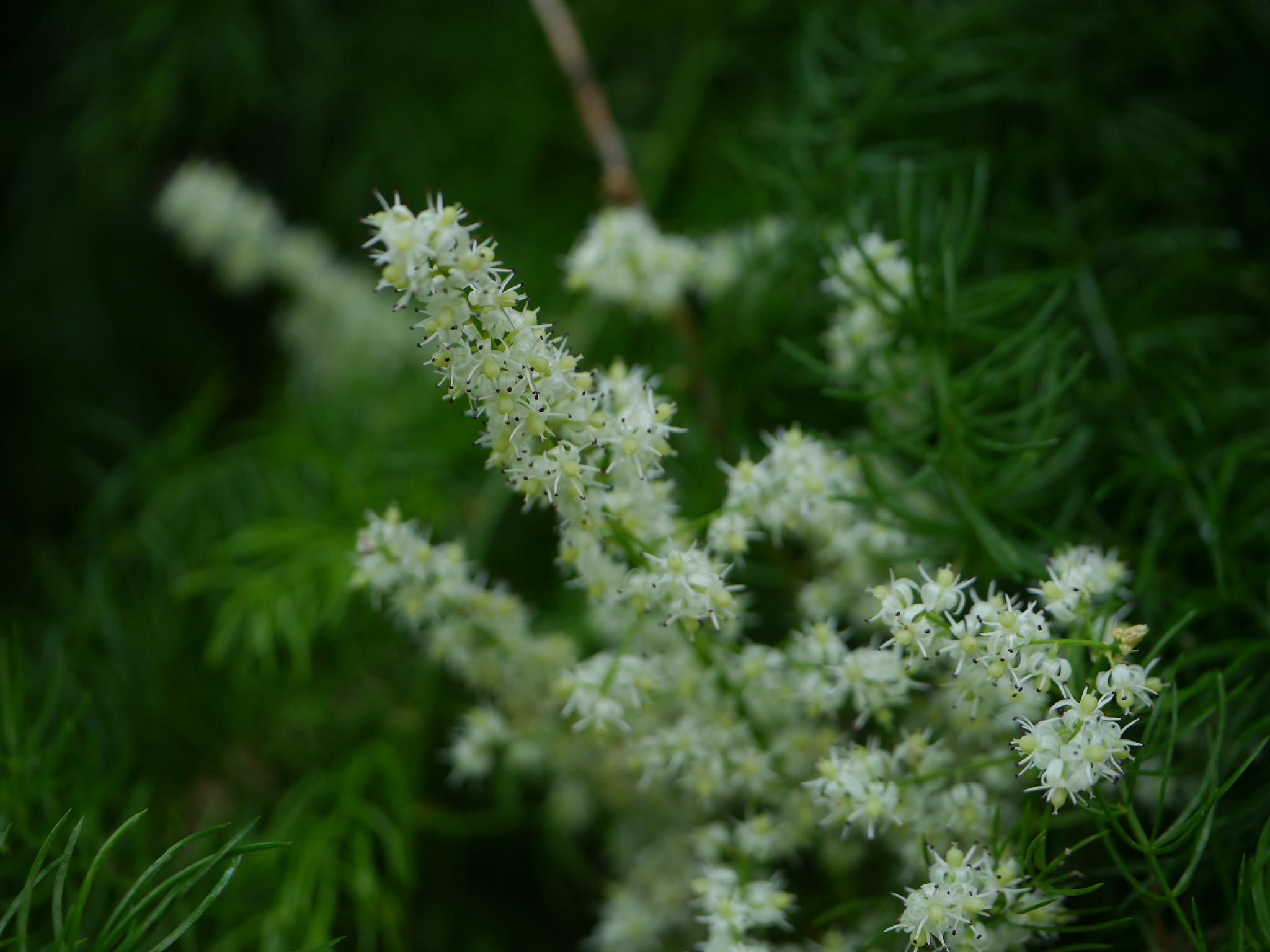 A closeup of the Shatavari plant with flowers