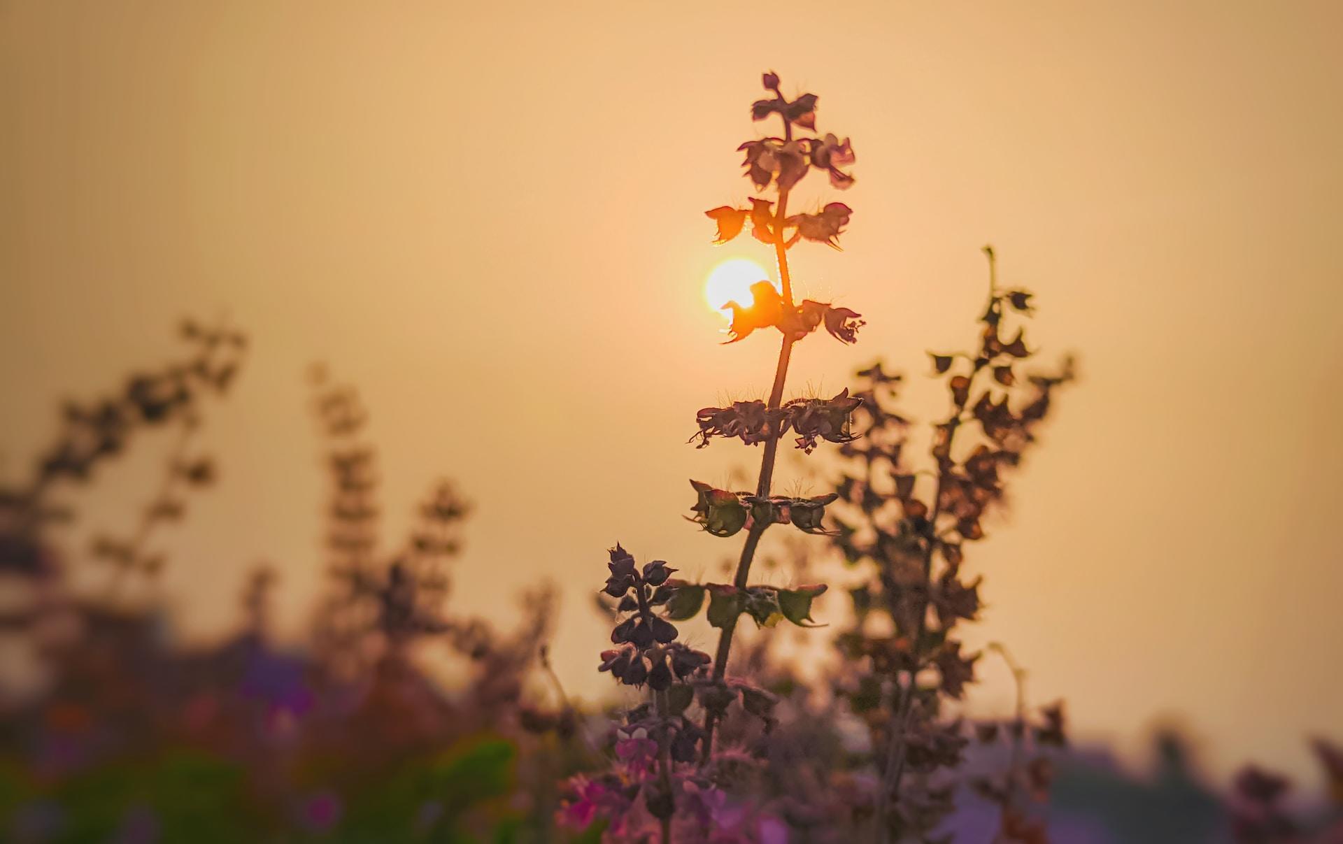 Tulsi plants outside at sunset