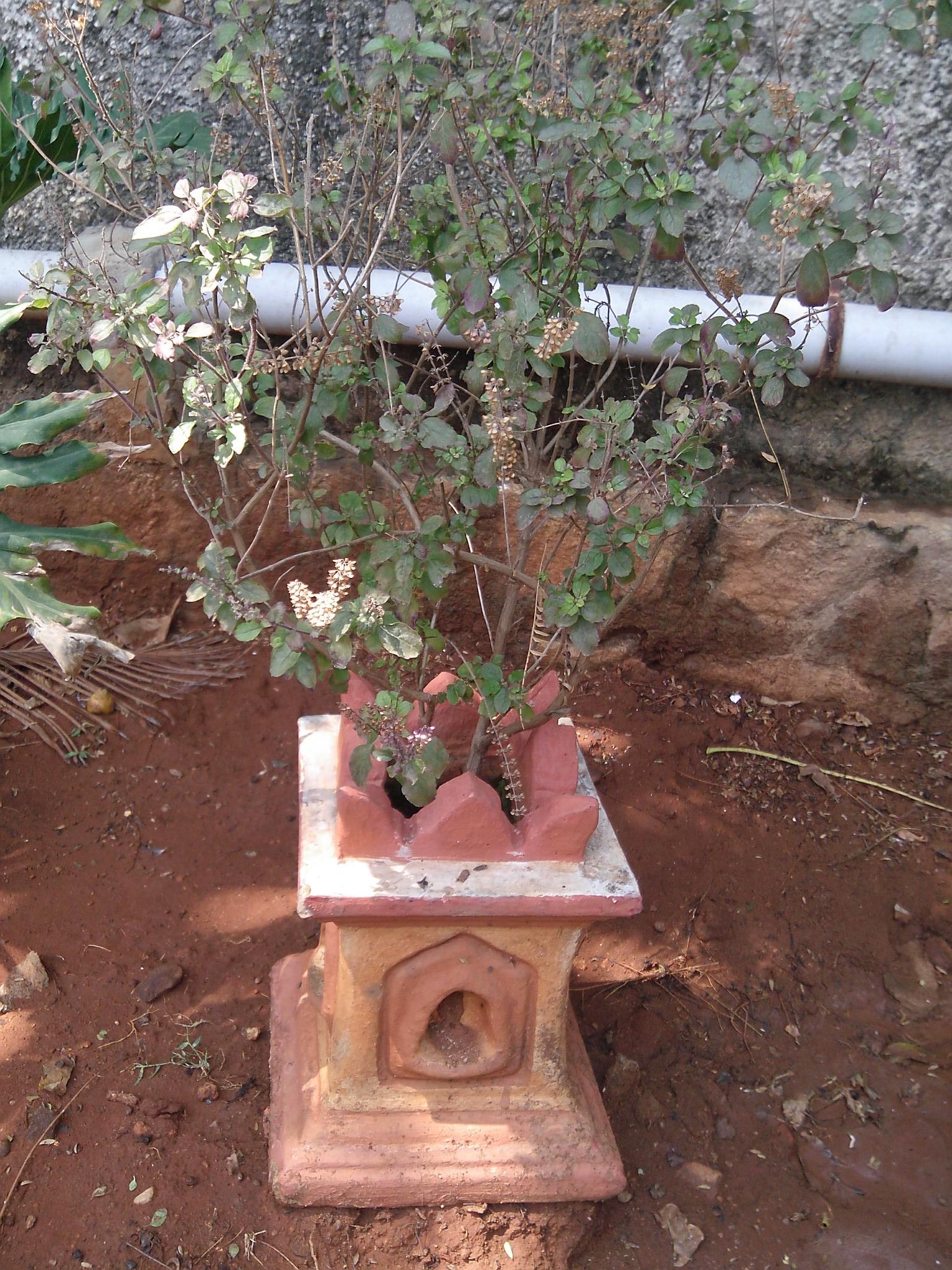 Tulsi in a Tulsi Vrindavan pot