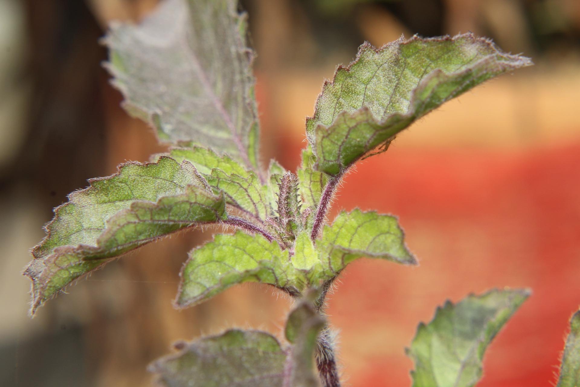 A close up of tulsi leaves growing