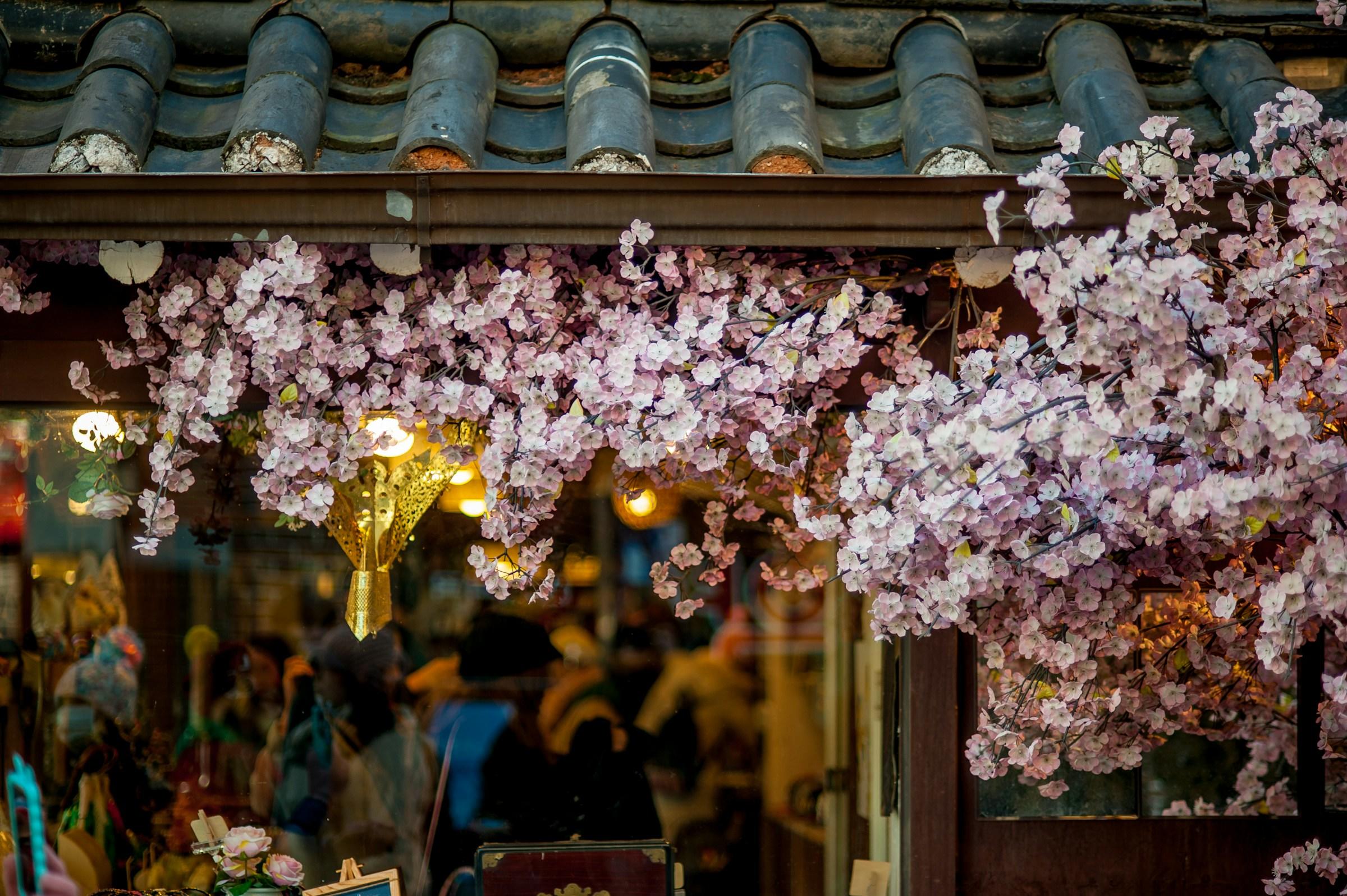 cherry blossoms on the outside of a restaurant or cafe in South Korea