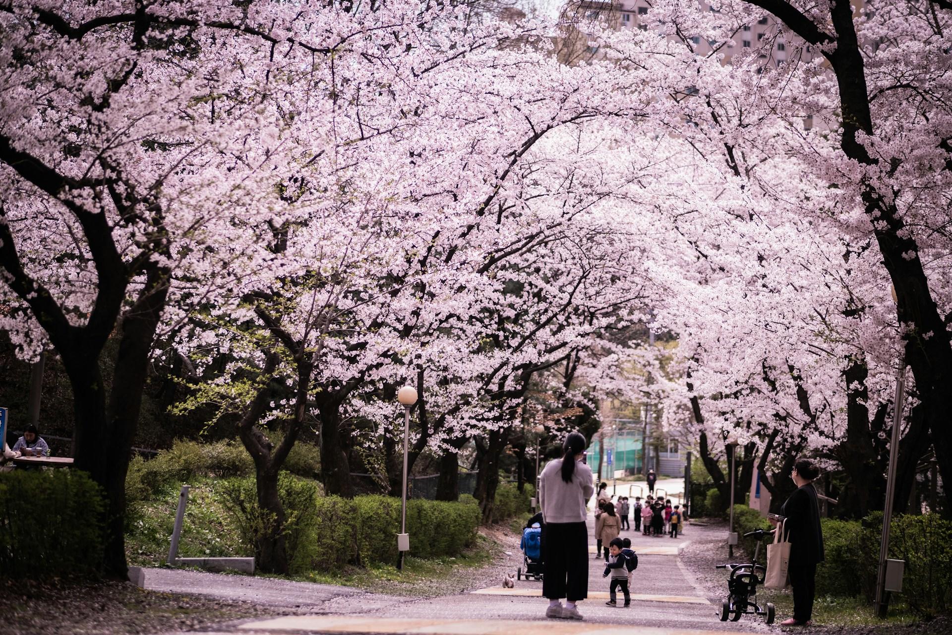 Pink cherry blossom trees on a street