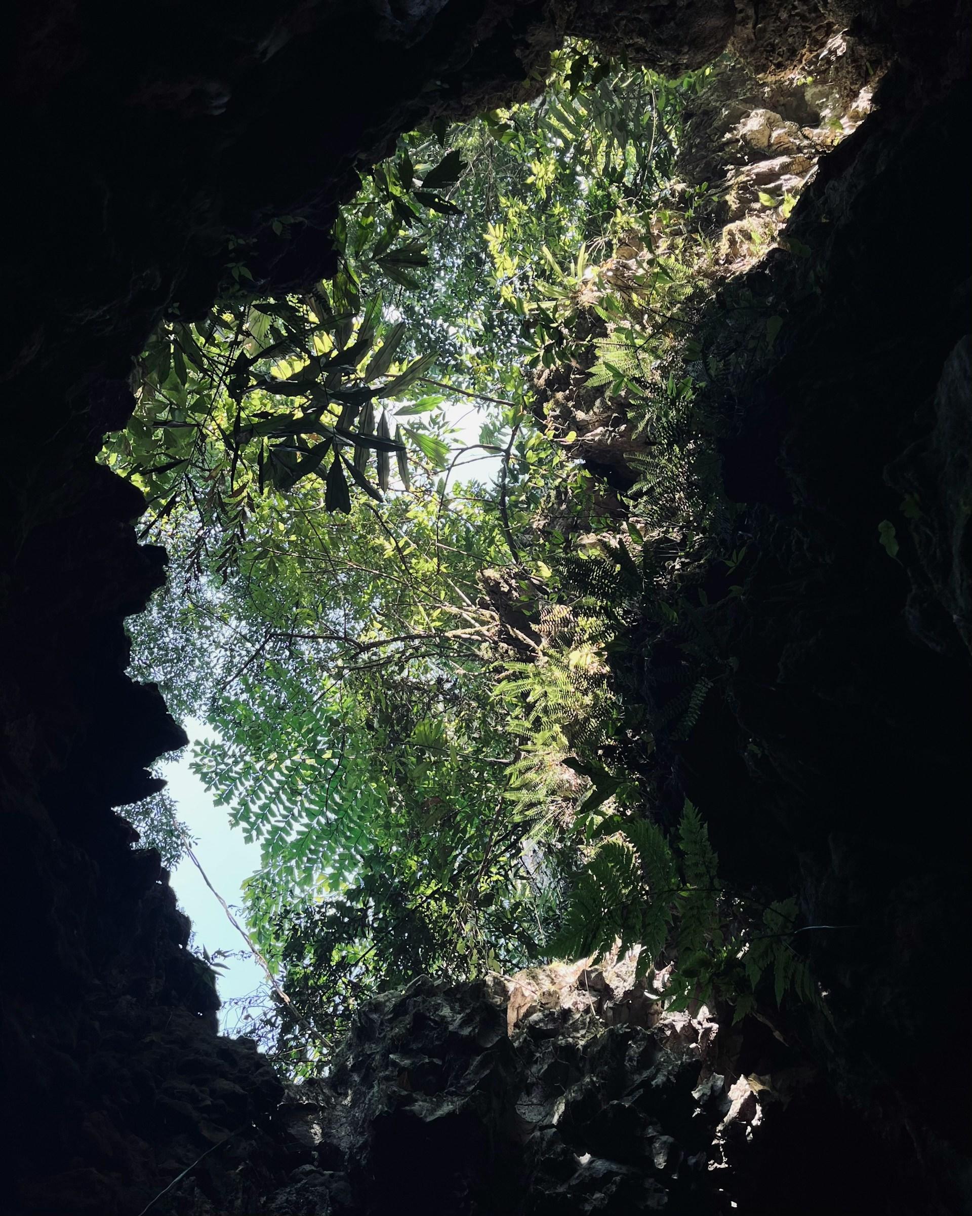 A look up from a hole inside Mawsmai Cave into the Cherrapunji jungle