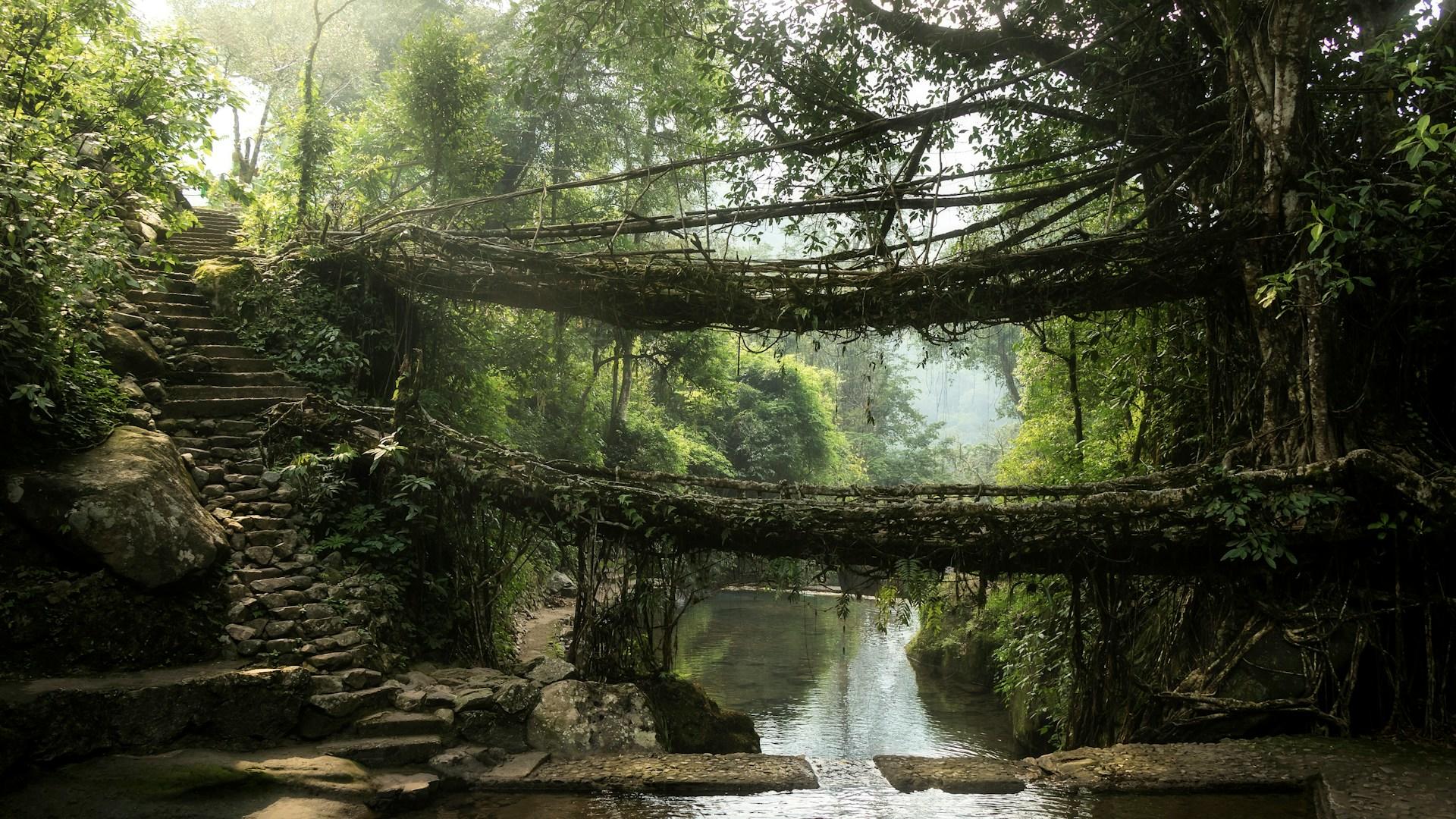 A double-decker living root bridge in the jungles of Meghalaya