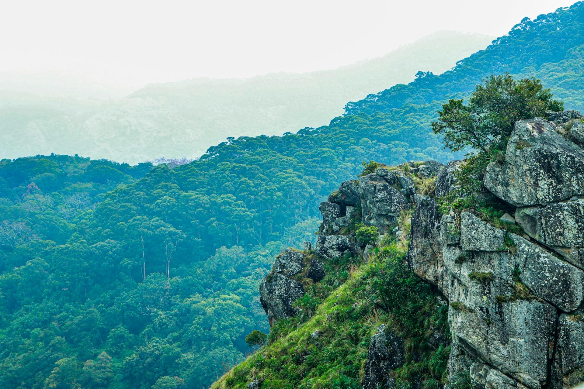 A scenic view of the forests in Ooty