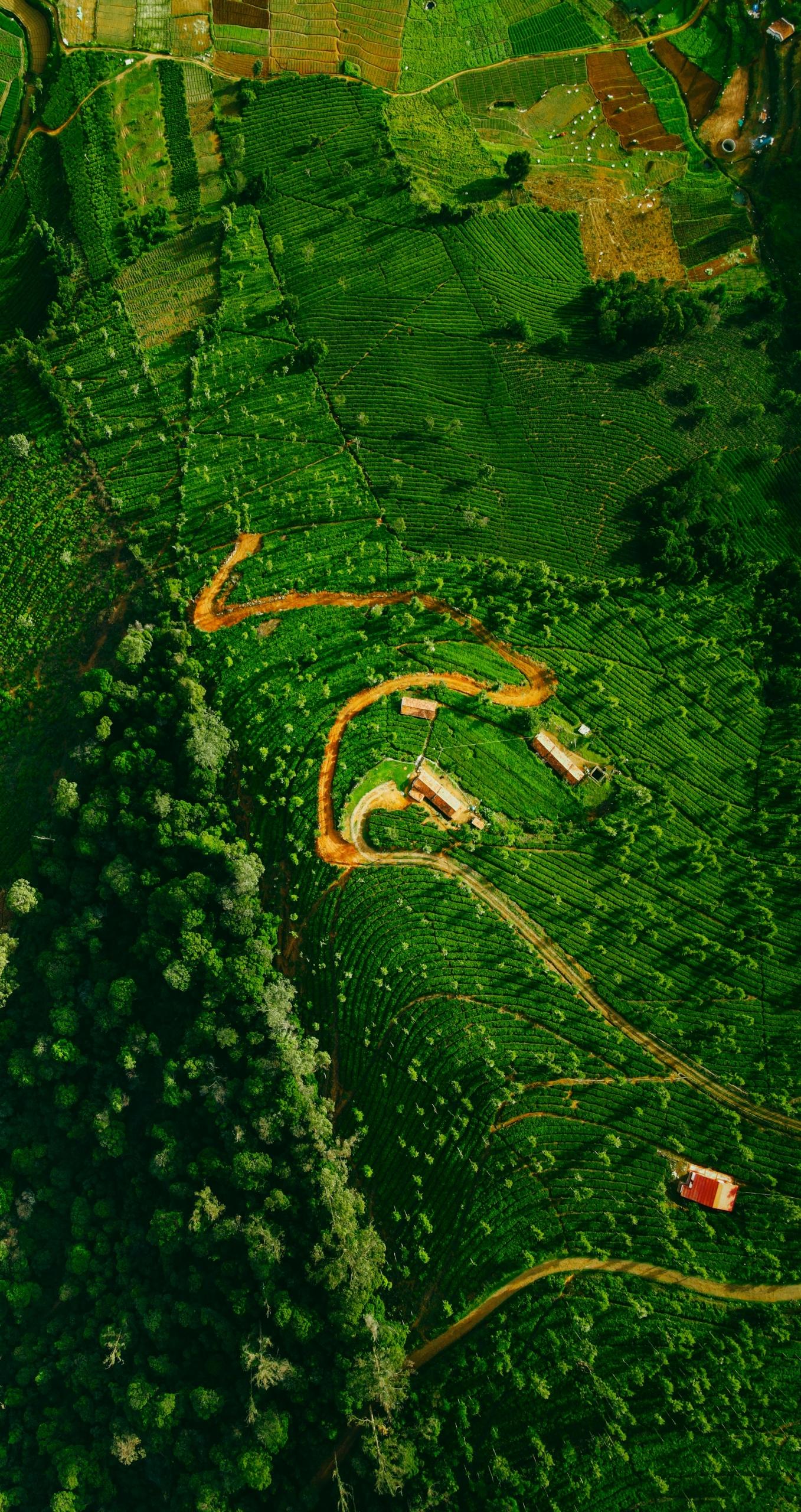 An aerial shot of the beautiful green tea gardens in Ooty