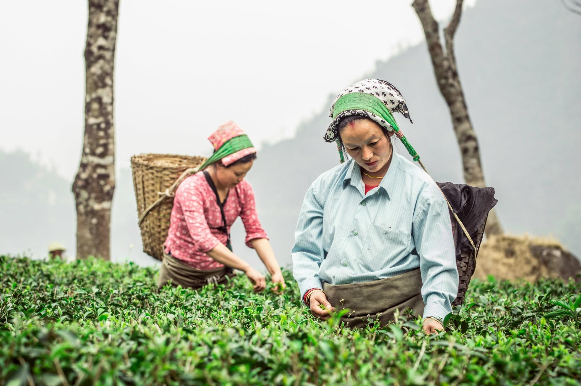 Women harvesting tea from the tea bushes in Darjeeling