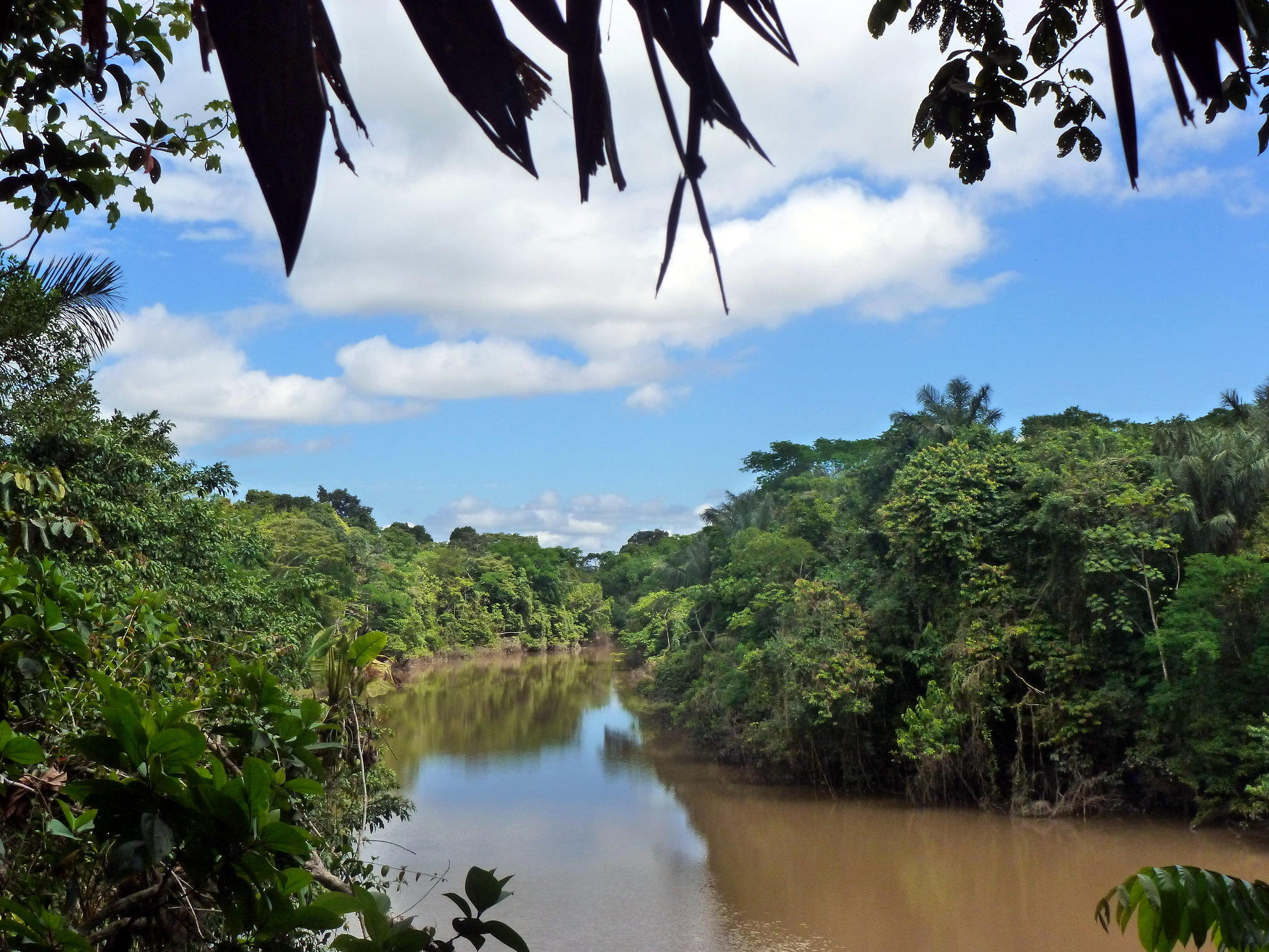 The muddy and wide Amazon river flows around dense green trees