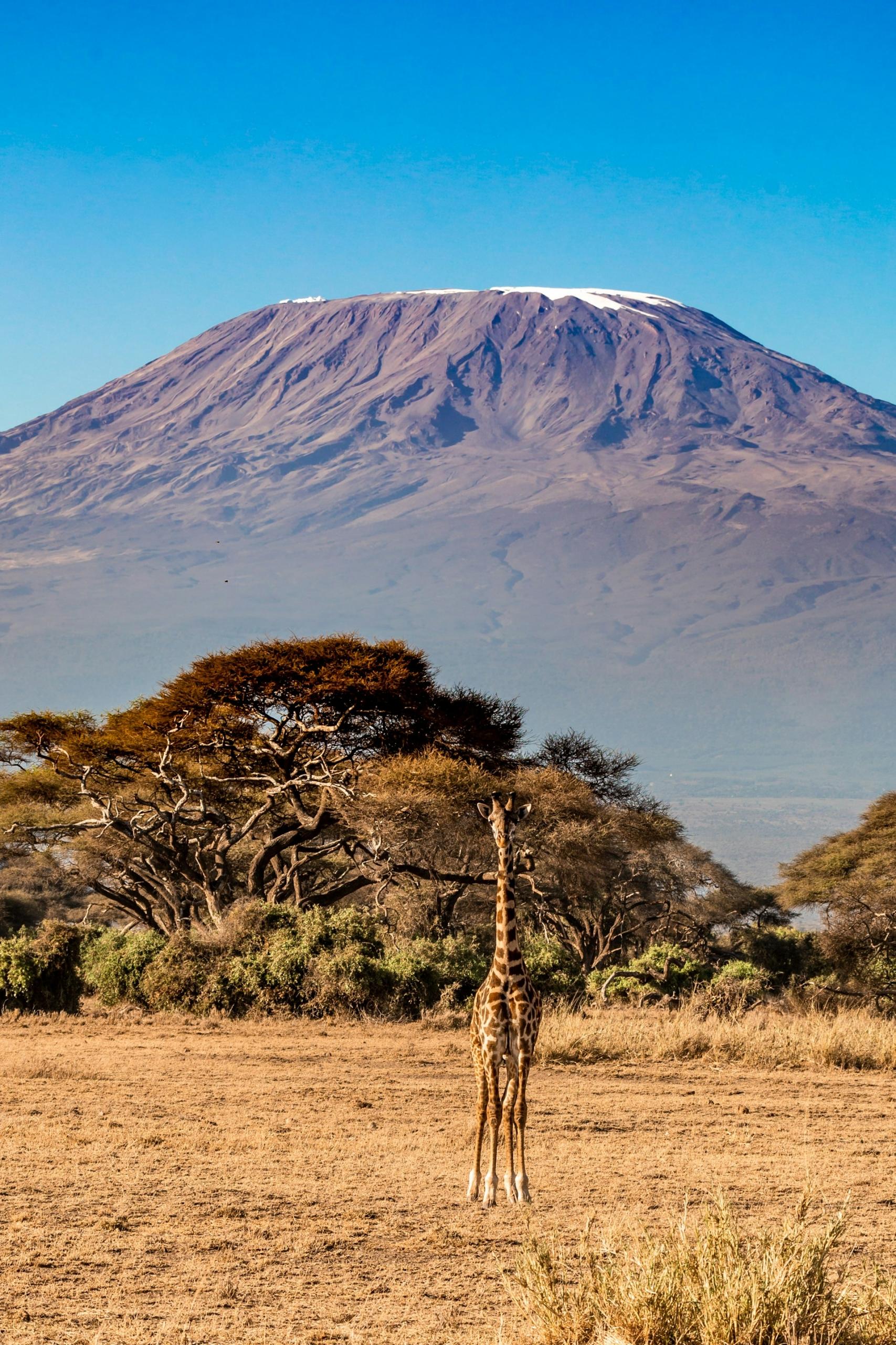 a photo of Mt Kilimanjaro with a giraffe in the foreground