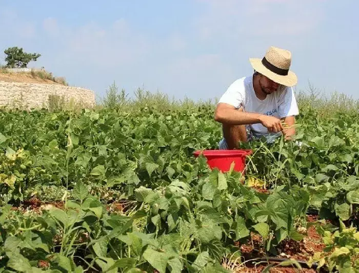 Se vuoi rilassarti e divertirti, datti al giardinaggio!