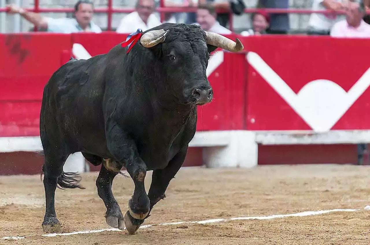 Spettacolo cruento, per molti, ma che appassiona da sempre la popolazione spagnola e che fa parte della cultura iberica.