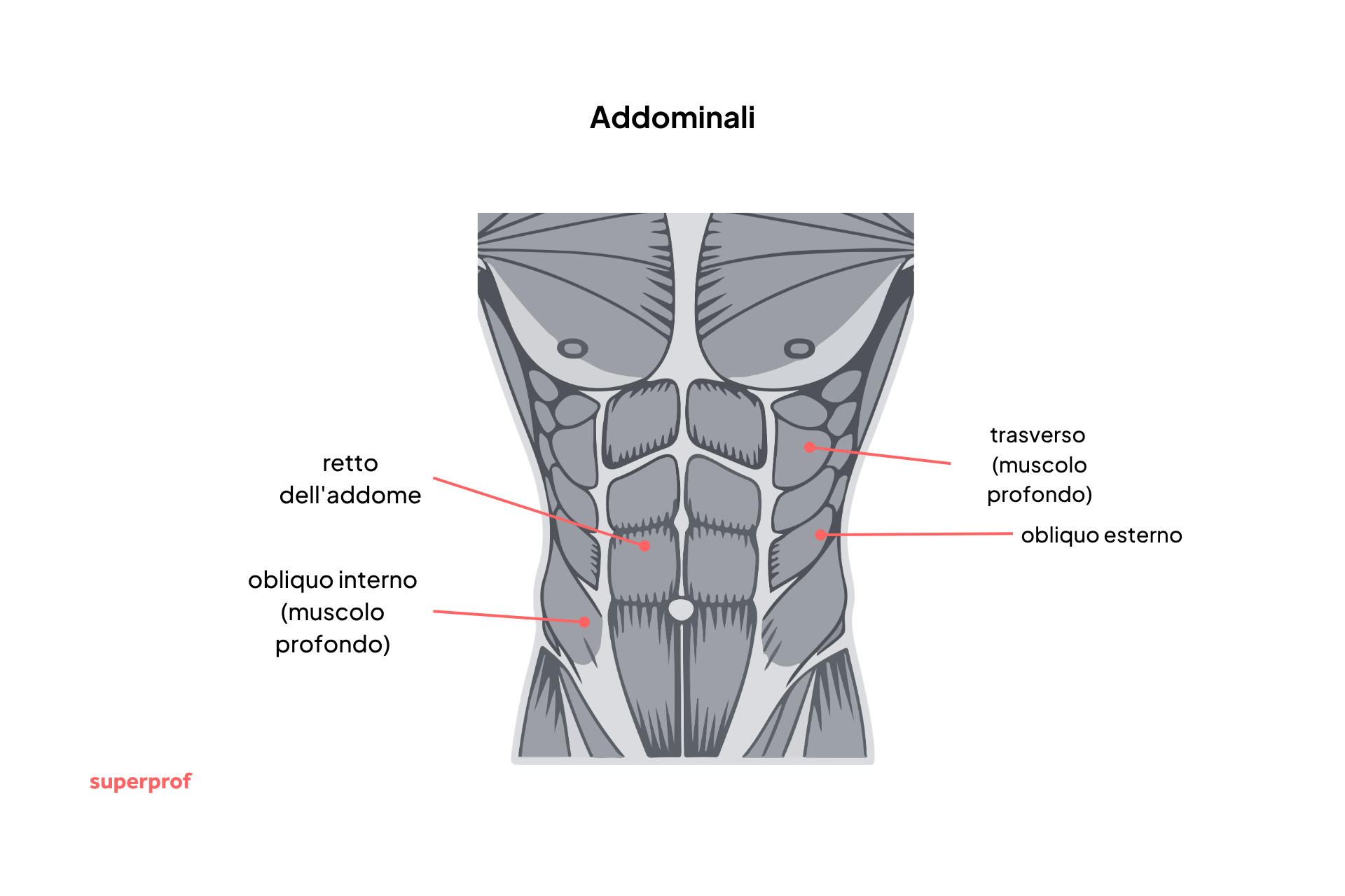 Schema anatomia addominali.