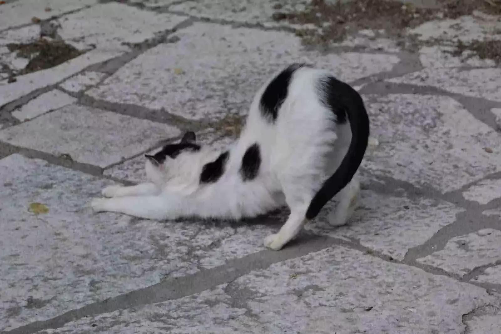 D’altro canto, bambini e animali hanno molto da insegnare a noi adulti. E lo Yoga prende spunto.