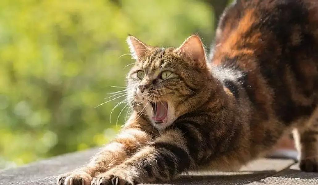 Lo yoga può aiutarti a trovare l'elasticità perduta!