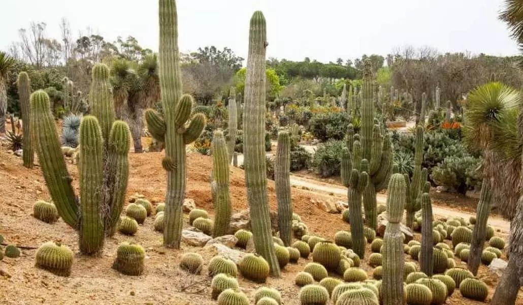 Per fare il botanico, occorre imparare a memoria i nomi delle specie vegetali in latino!