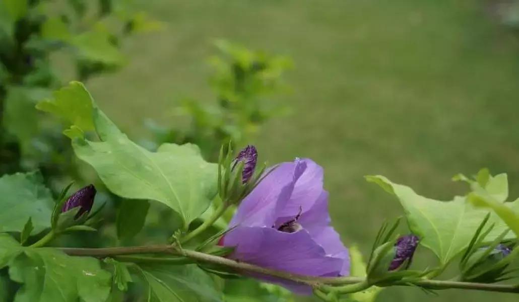 In botanica, il latino rimane ancora la lingua più utilizzata!