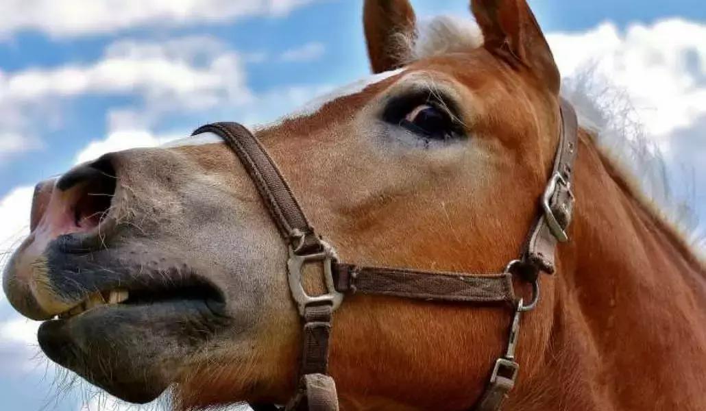 La citazione più bizzarra è di Charles Quint!