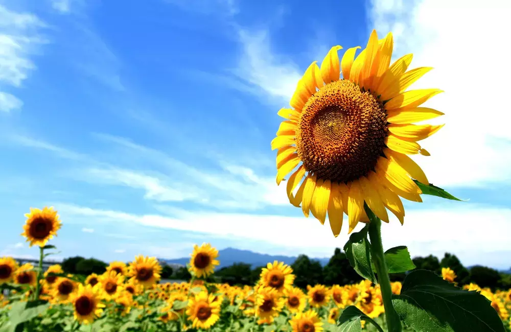 L'introduzione di nuove parole contribuisce a modernizzare e arricchire il lessico di una lingua. Perché accada, è necessario che la parola sia chiara e utilizzata da molte persone.