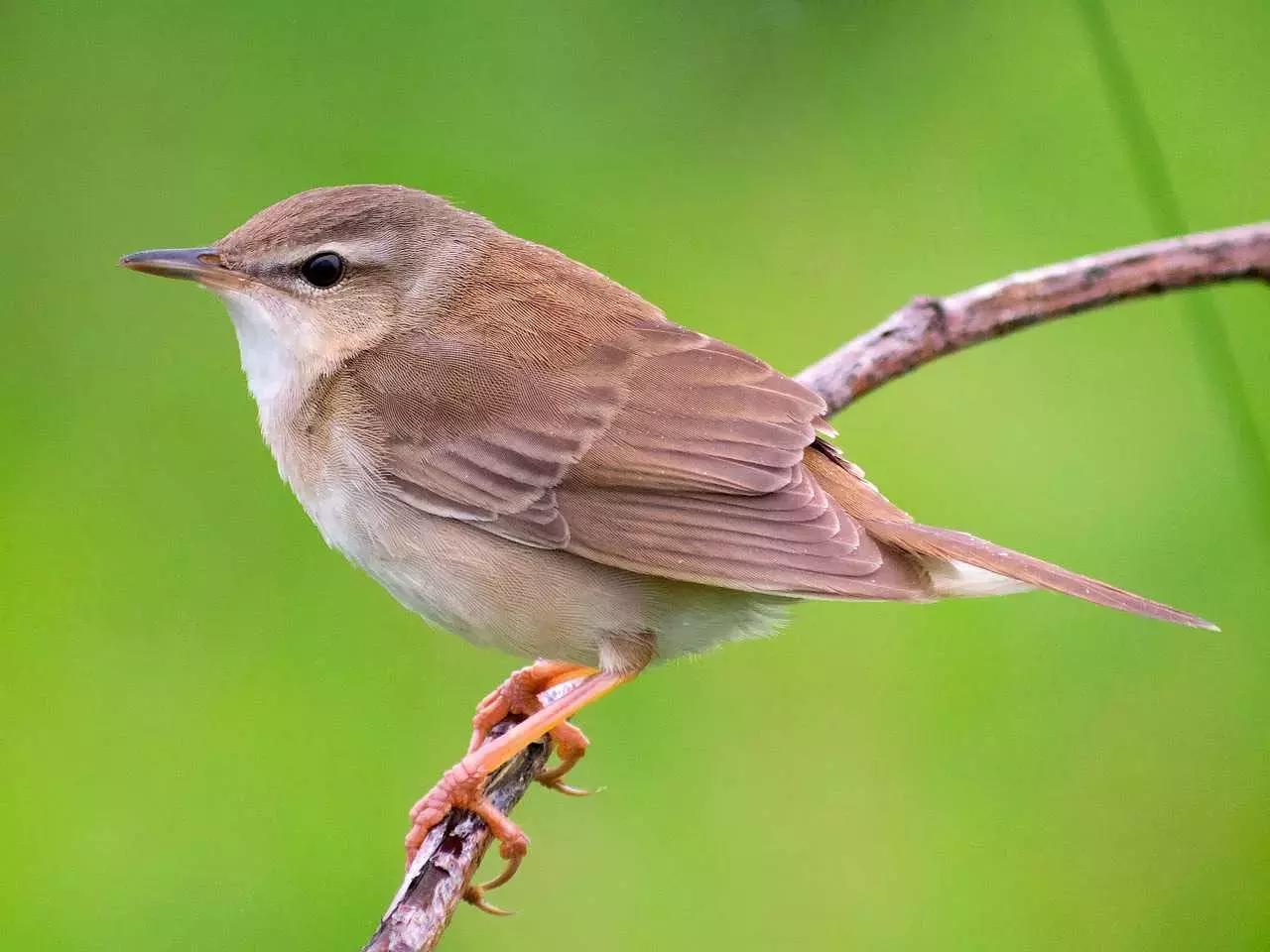 Prova a prendere ispirazione dagli uccelli che senti al mattino: potrebbero aiutarti a trovare la nota giusta.