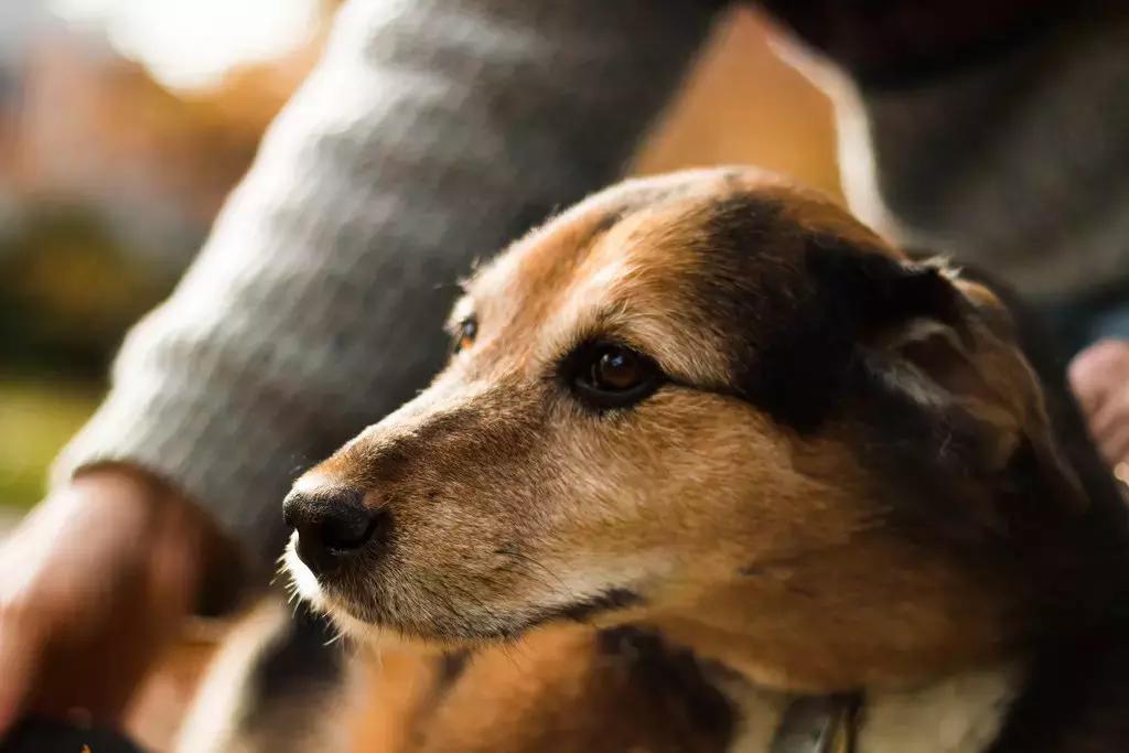Tutte le opportunità sono buone per allenarsi a fotografare un animale.