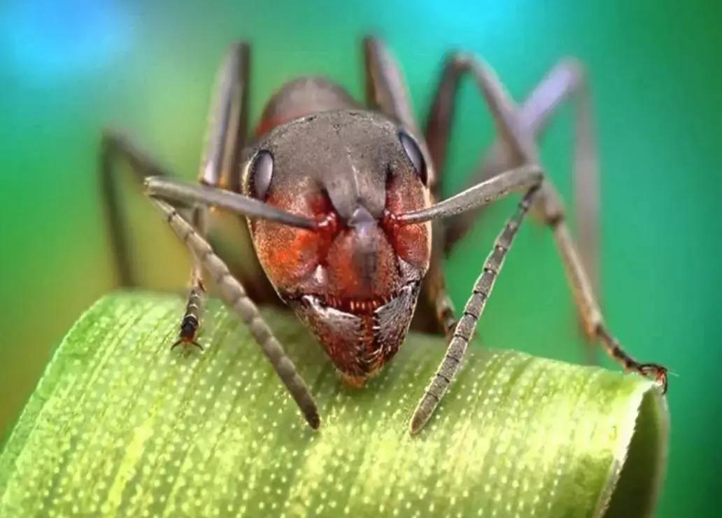 La macrofotografia è una tecnica fotografica che permette di ottenere immagini di soggetti molto piccoli tramite forti rapporti di ingrandimento.