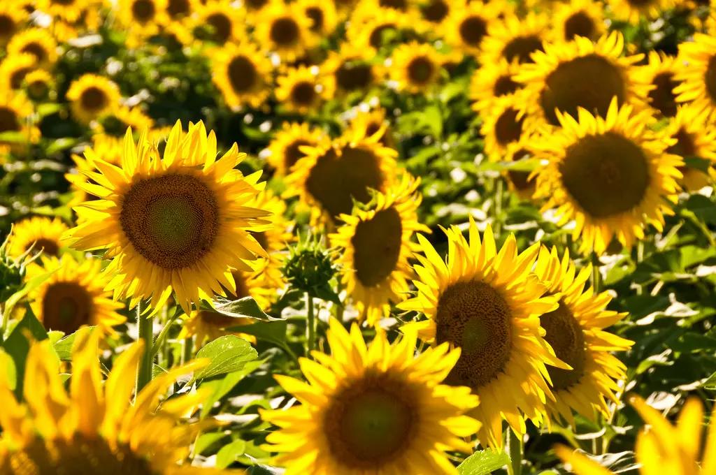 Disegnare rispettando le proporzioni armoniose.