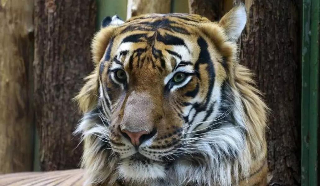 La Tigre ha un significato diverso in Oriente!