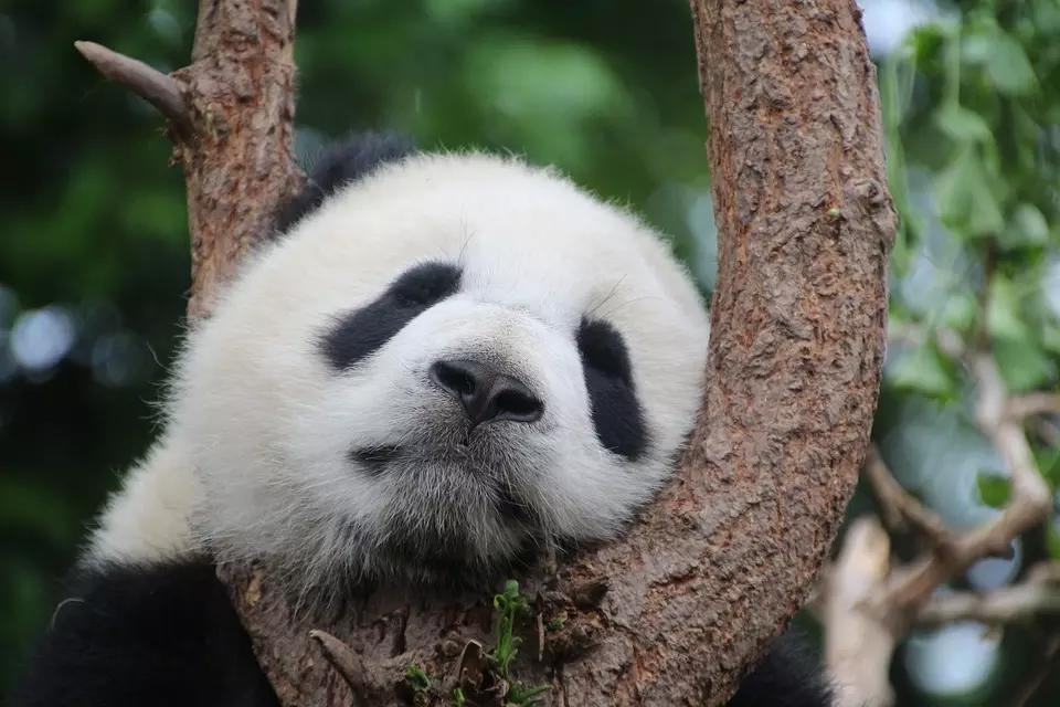 Il panda è considerato uno dei simboli della Cina.
