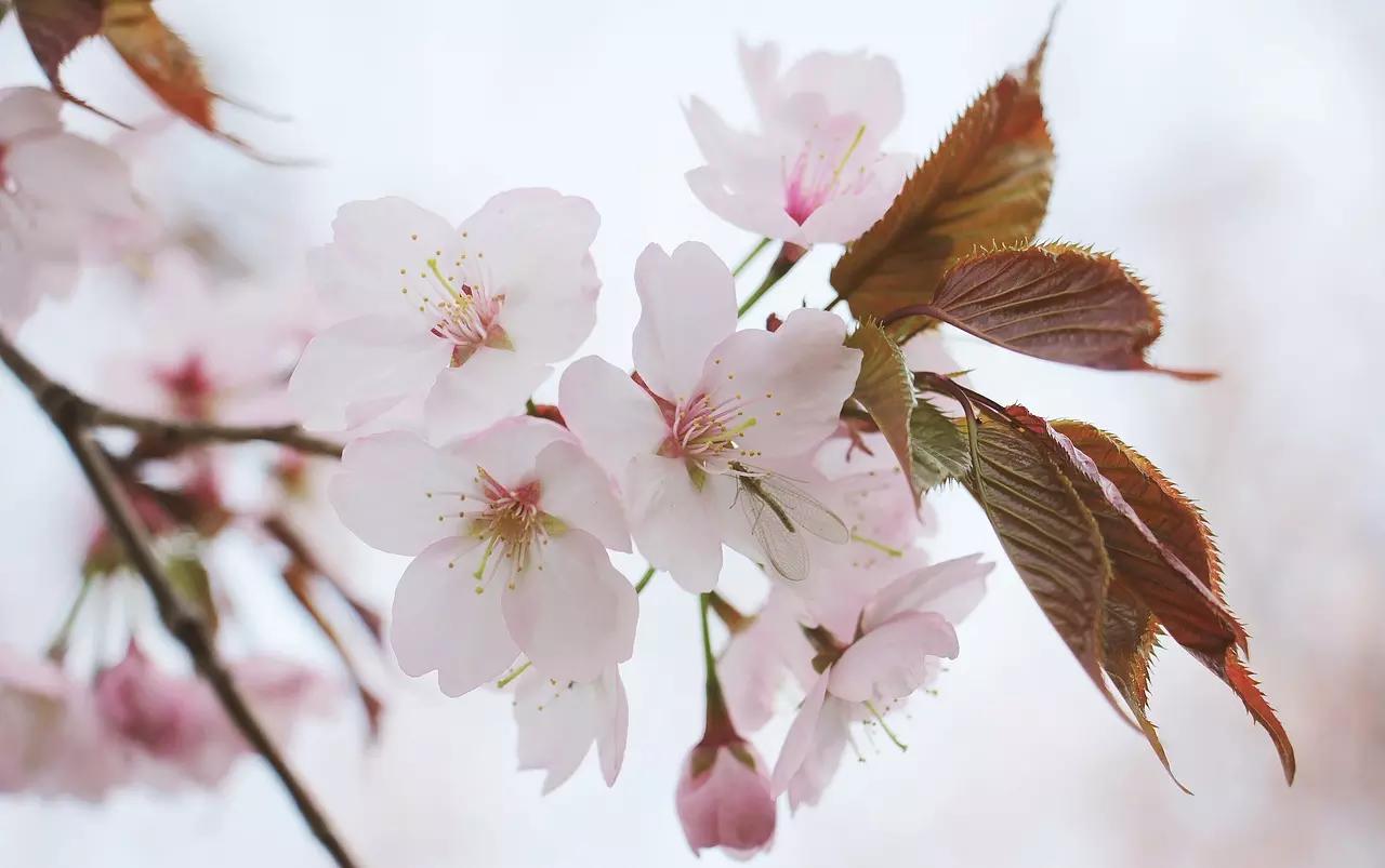 Hanami: scopri perché la festa dei ciliegi è così importante e conosciuta in Giappone!