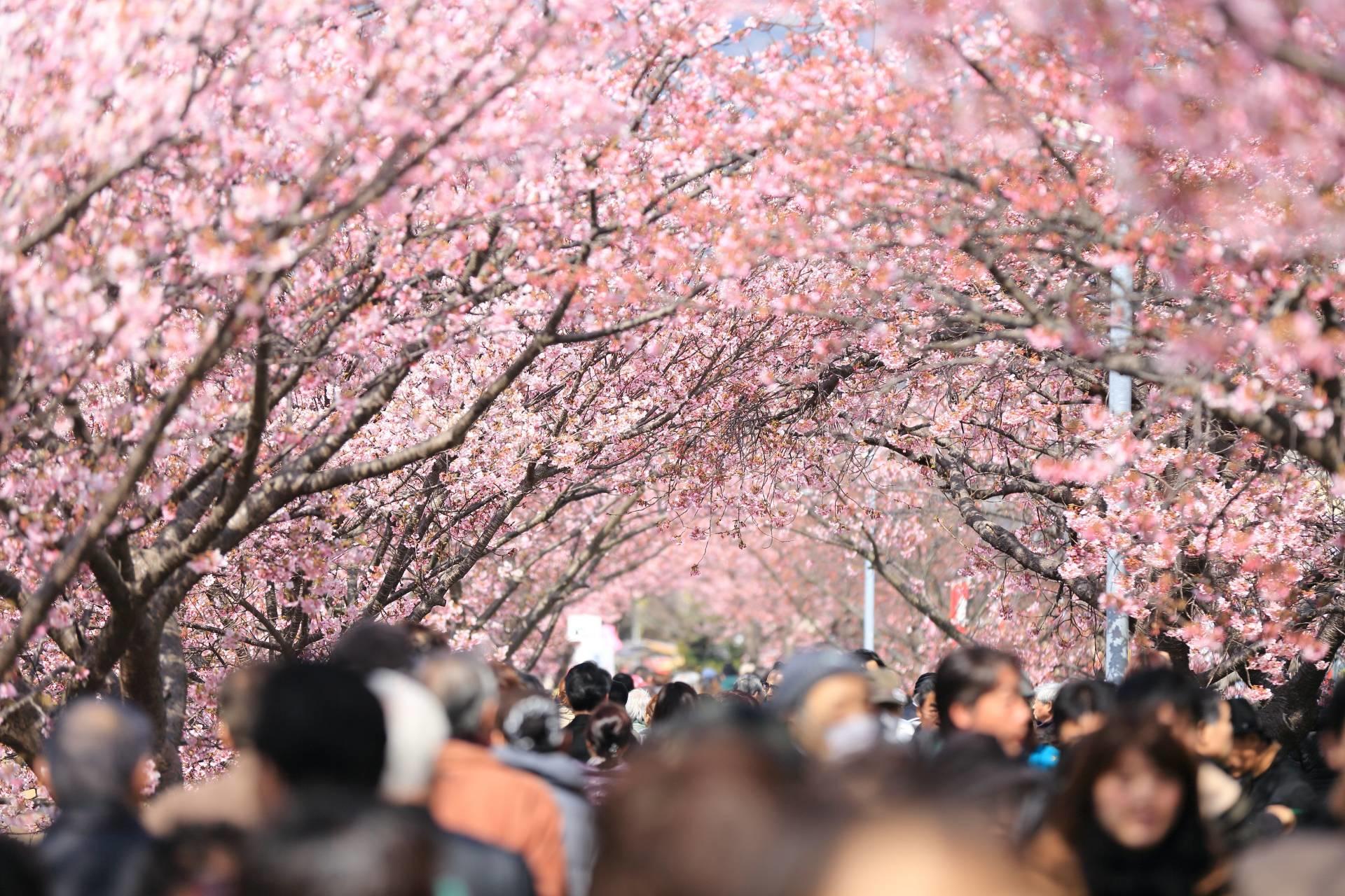 In occasione dell'hanami in Giappone vengono preparati degli alimenti dedicati alla fioritura dei sakura, come ad esempio gli Hanami-Dango o i Sakura-Mochi