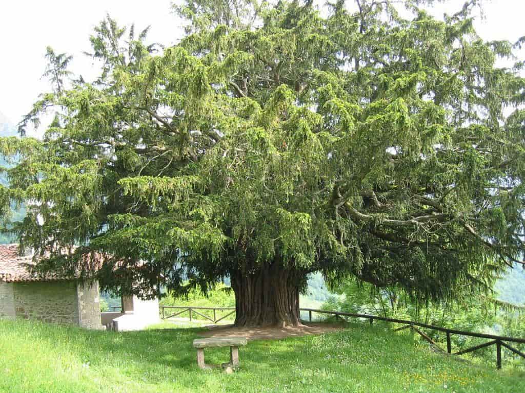 L'albero di Bermiego è millenario, ma se studi grammatica spagnola cerca di capire anche come si traduce in spagnolo.