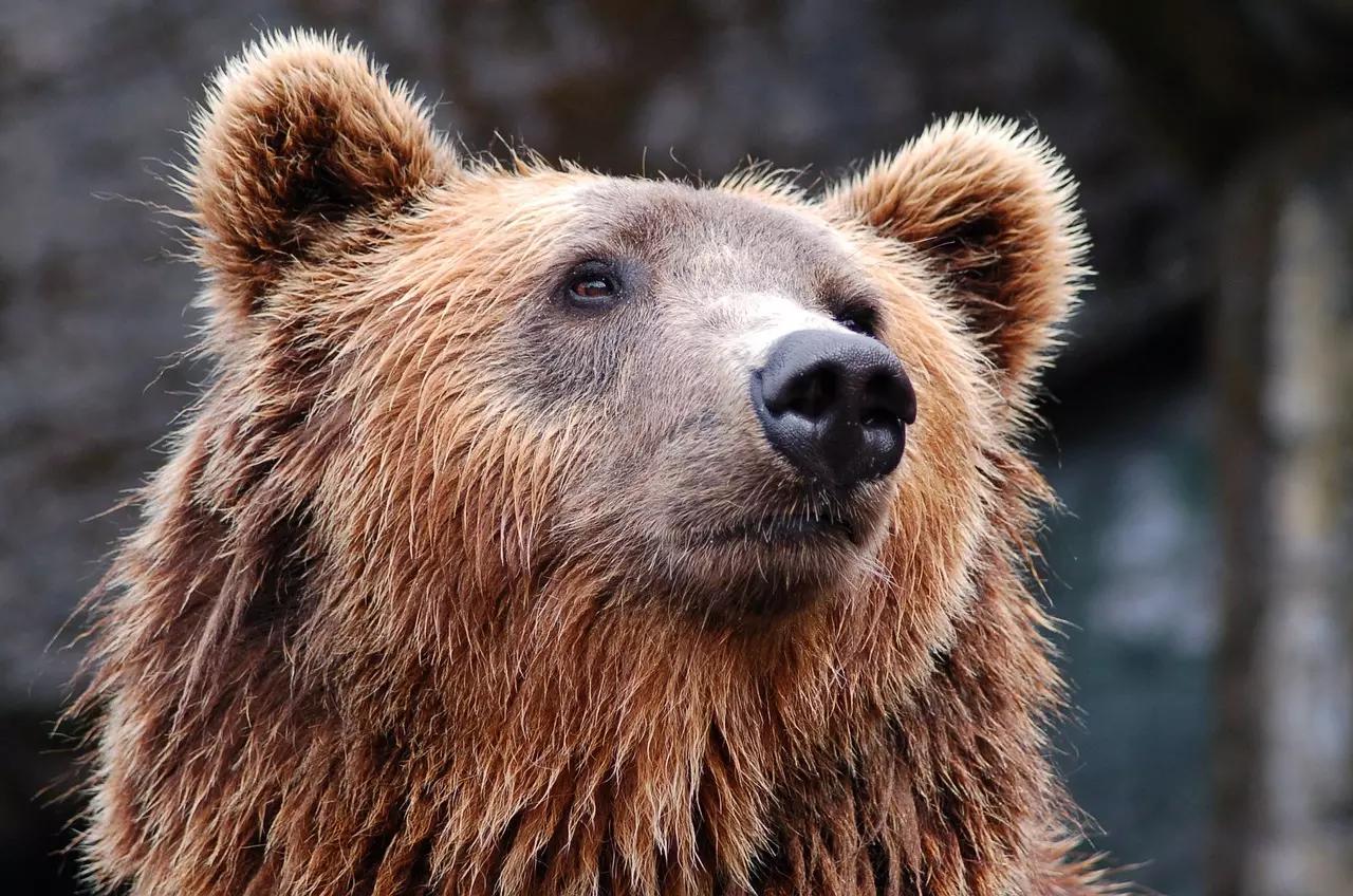 L'orso è uno dei personaggi più presenti nelle fiabe russe!