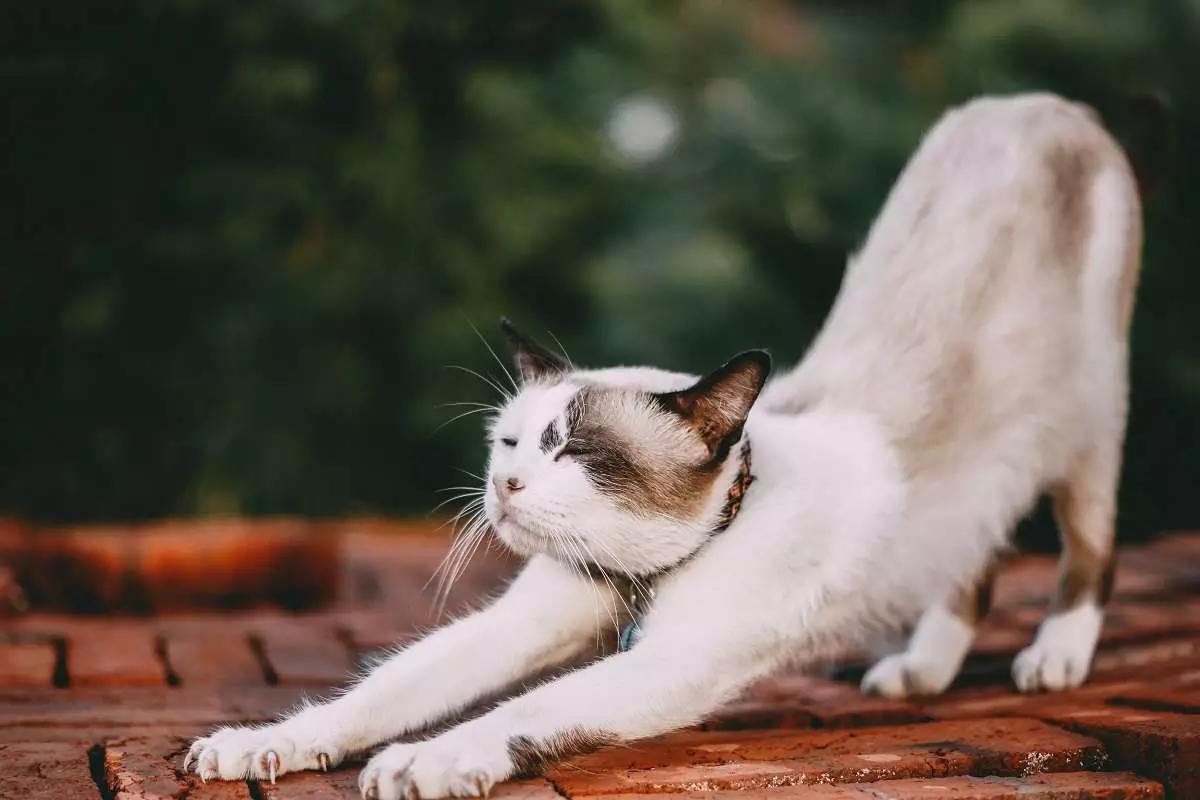 Se si pensa all’agilità e alla flessibilità del gatto, non c’è da stupirsi che lo yoga cerchi di imitarlo!