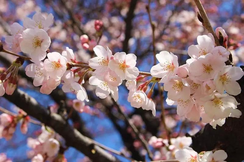 La fioritura dei "sakura" attira ogni anno milioni di turisti. 