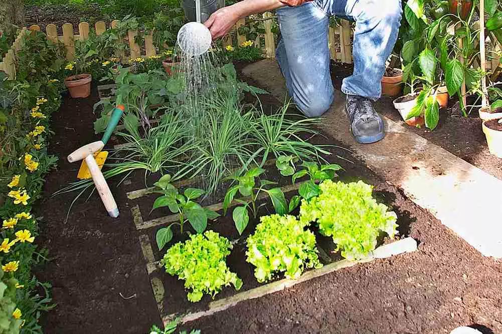 Senza dubbio, mangiare sano e correttamente è un ottimo modo per non prendere peso o per perdere alcuni kg di troppo.