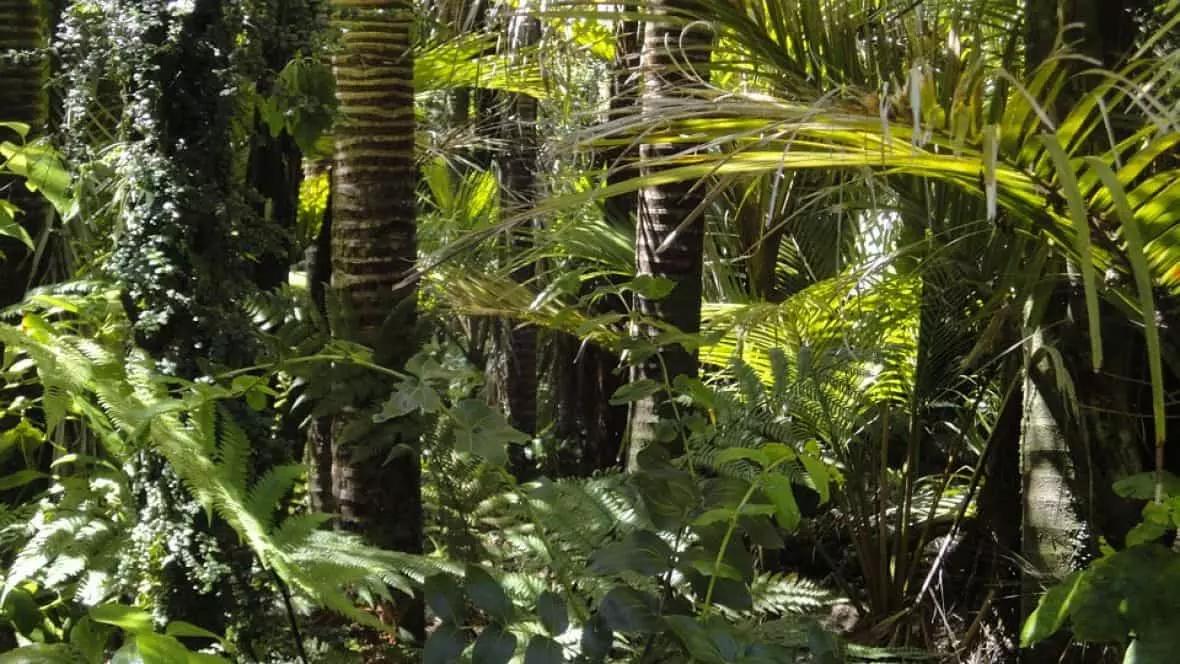 Il clima nella foresta amazzonica è tropicale.