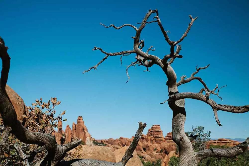 Quali sarebbero le conseguenze a livello del suono emesso da un legno derivato da un albero secco?