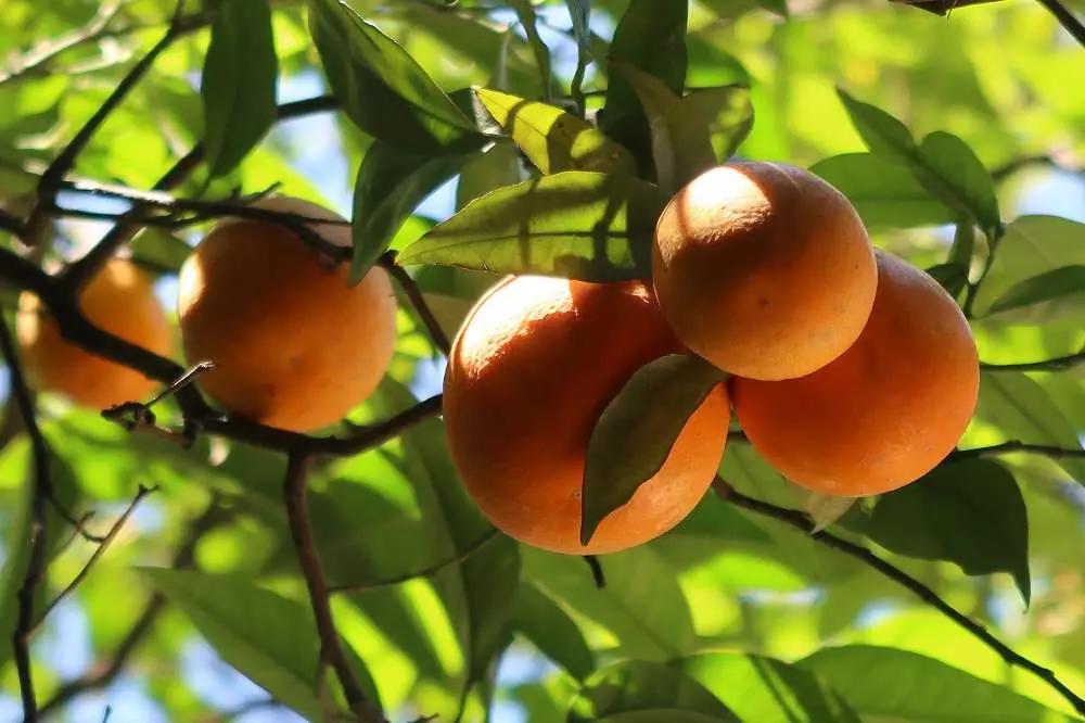 Gli arabi avrebbero preso il nome dell'arancia per indicare uno dei loro piatti!